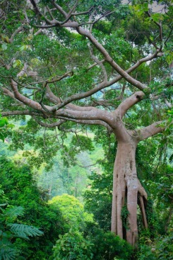 remarkable fig tree kep national park